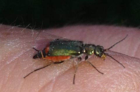 Malachiidae: Malachius australis, femmina